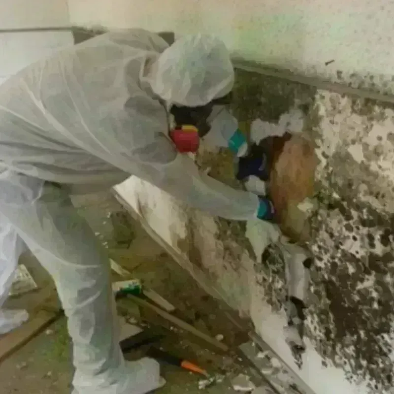 Mold Remediation and Removal in Dumbarton, VA